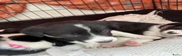 Mixed Breed dogs for sale: 1 beautiful Collie x Kelpie pup left🐶 - Advert 12