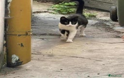 Mixed Breed cats for adoption: ☕ Moca ☕ is looking for her family!  - Image 15