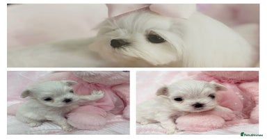 Maltese dogs - Advert 2
