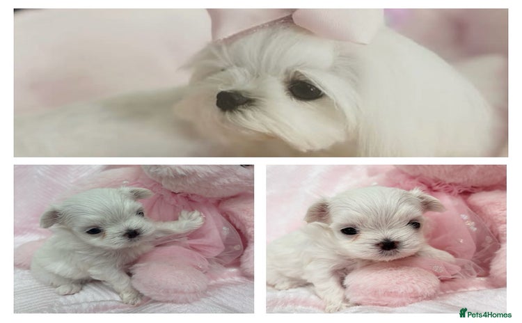 Maltese dogs - Advert 3
