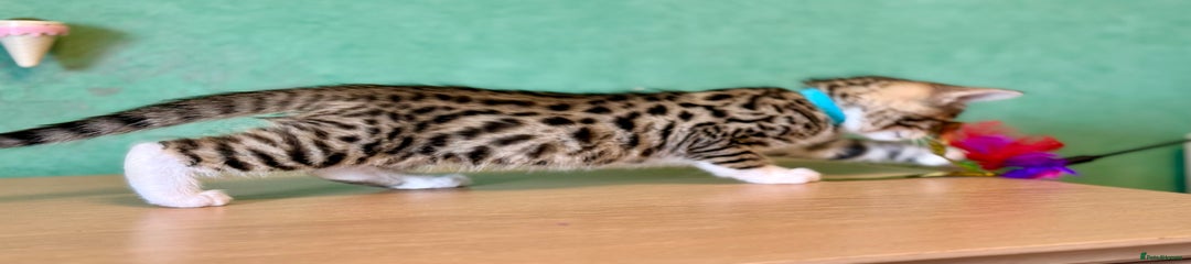 Mixed Breed Kitten 5