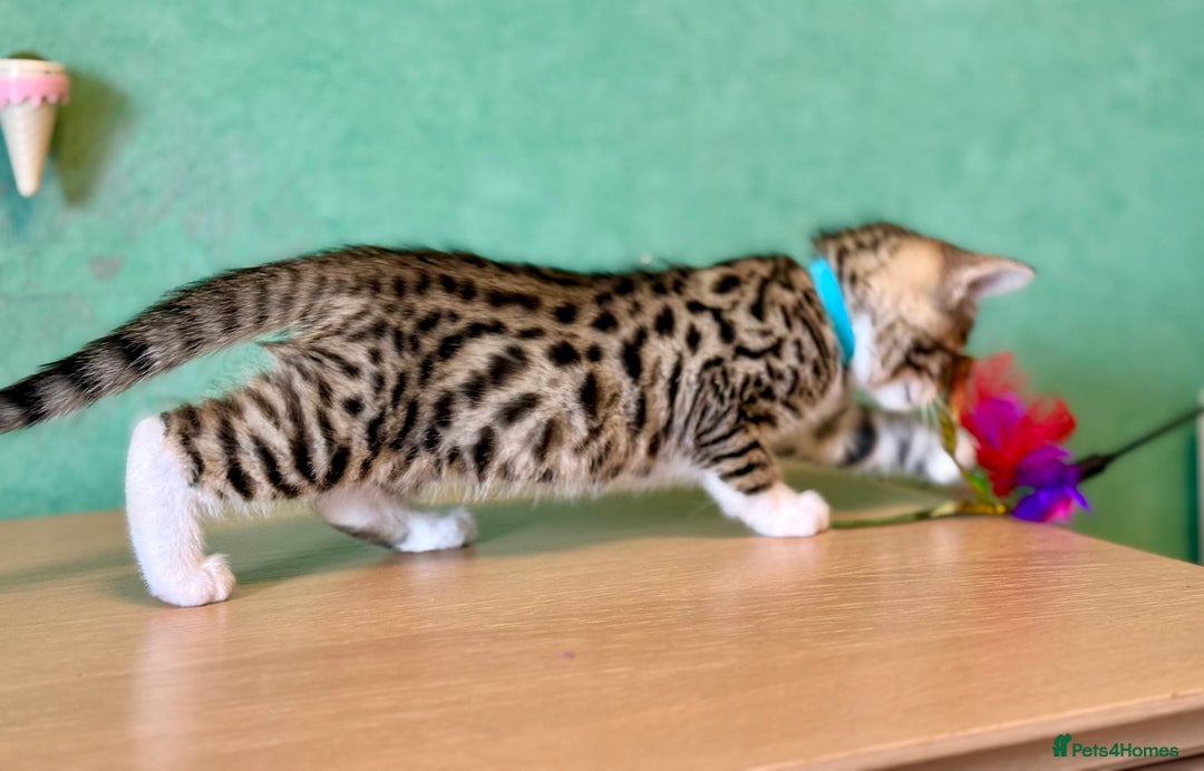 Mixed Breed cats for sale: Unique mix - Bengal x Maine Coon - Image 6