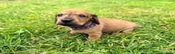 Miniature Dachshund dogs for sale: 5 Mini Smooth & 2 Mini Long Haired Dachshunds in Stoke-on-Trent - Advert 3