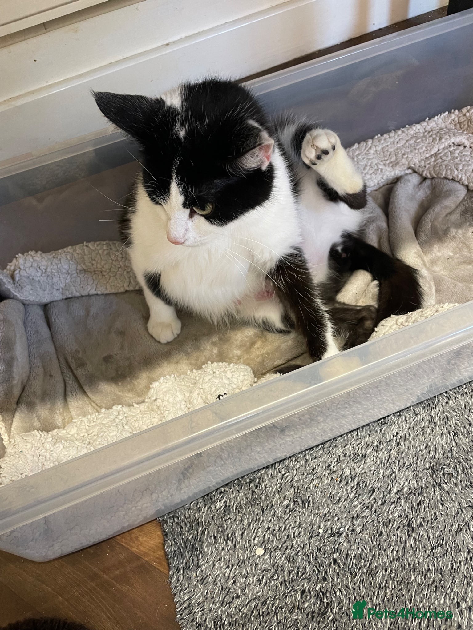 Domestic Shorthair cats 4 black male kittens - Advert 1