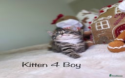 Mixed Breed cats for sale: Beautiful kittens 8 weeks old  - Advert 17