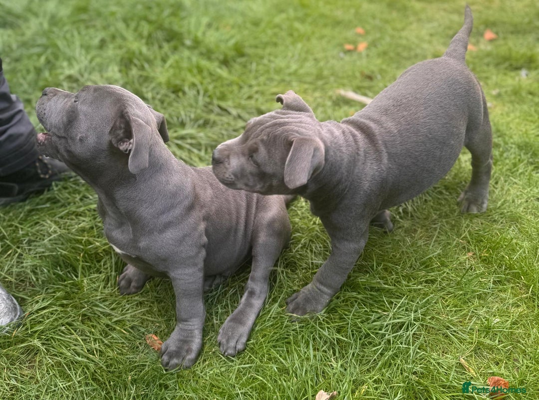 Staffordshire Bull Terrier dogs for sale: OUR PUP REGGIE KC BLUE STAFFORDSHIRE BULL TERRIER - Image 7