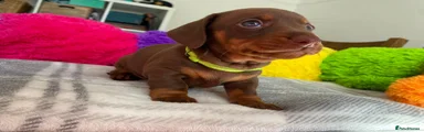 Miniature Dachshund 2