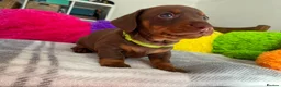Miniature Dachshund dogs for sale: 🐶 READY NOW 🐶 - Advert 18