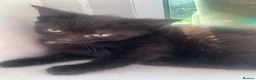 Mixed Breed cats for sale: Kittens ready for new homes  in Mountain Ash - Advert 3