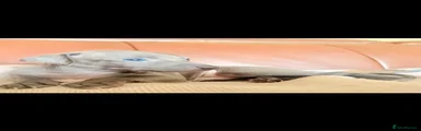 Italian Greyhound 5