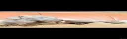 Italian Greyhound dogs for sale: Italian Greyhound KC  – Blue Girl & Fawn Boys - Advert 16