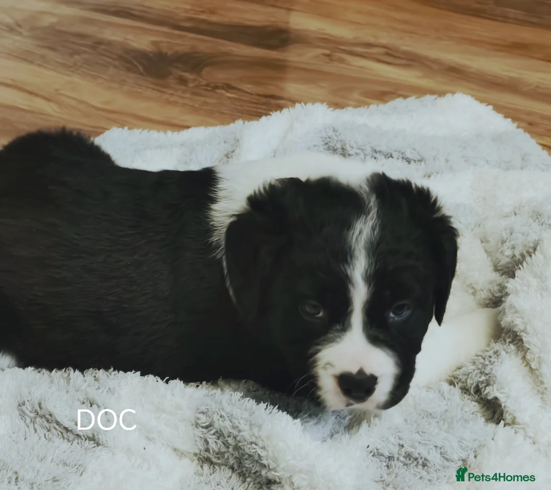 Mixed Breed dogs for sale:  REDUCED!! 2 OLD TYME BORDER COLLIE PUPPIES!  - Advert 31