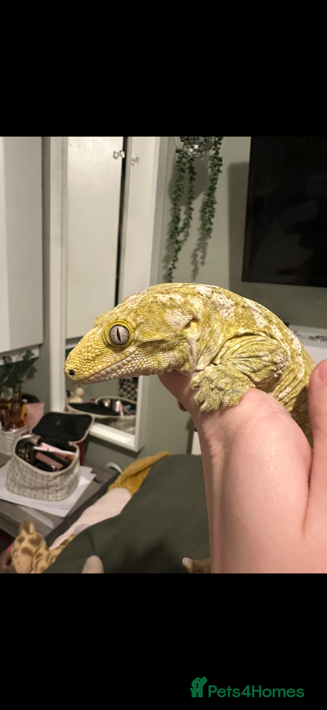 Gecko reptiles for sale: Male leachianus gecko with full set up  - Advert 1