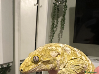 Gecko reptiles Male leachianus gecko with full set up - Advert 6