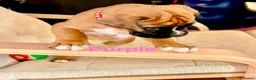 Boxer dogs for sale: Beautiful Red Boxer Puppies - Royal Kennel Club in Corby - Advert 28