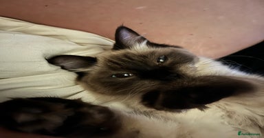 Ragdoll cats - Advert 5