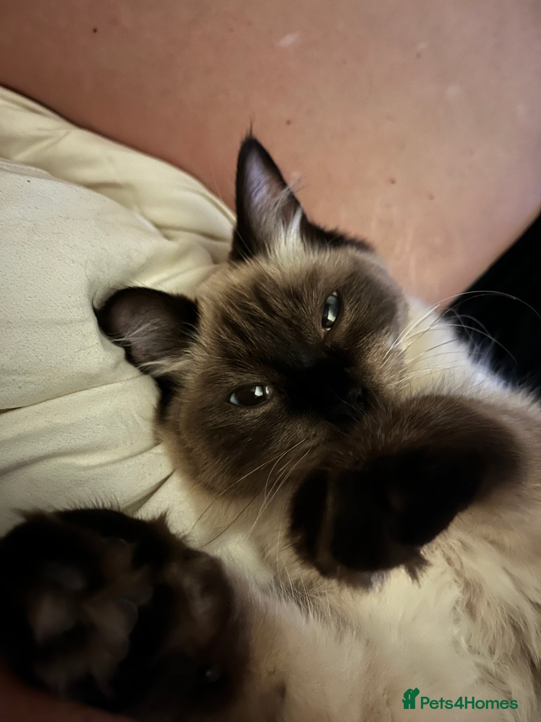 Ragdoll cats for sale: Gorgeous SealPoint Ragdoll Looking for Loving Home - Image 2