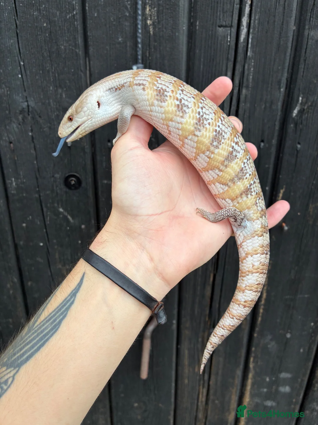 Skink reptiles for sale: Northern Blue Tongue Skinks - Advert 2