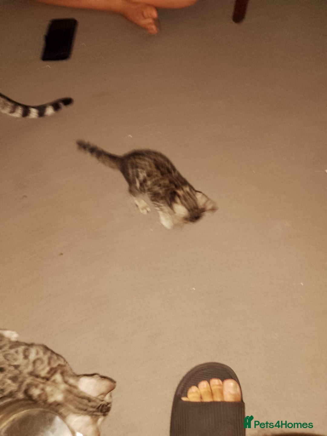 Bengal cats for sale: Silver bengals - Image 4