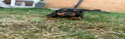 Mixed Breed dogs for sale: 🐾 Mini Bassets 🐾 - Advert 20