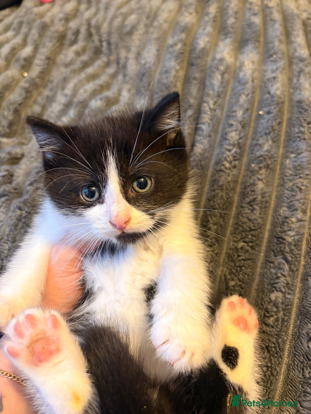 Mixed Breed cats for sale: 4 gorgeous boys 2 fluffy and a chocolate brown  - Advert 6