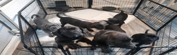 Cane Corso dogs for sale: Cane Corso - Advert 1