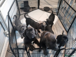 Cane Corso dogs Cane Corso - Advert 1