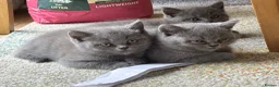 British Shorthair cats for sale: 3 stunning BSH Kittens  - Advert 5