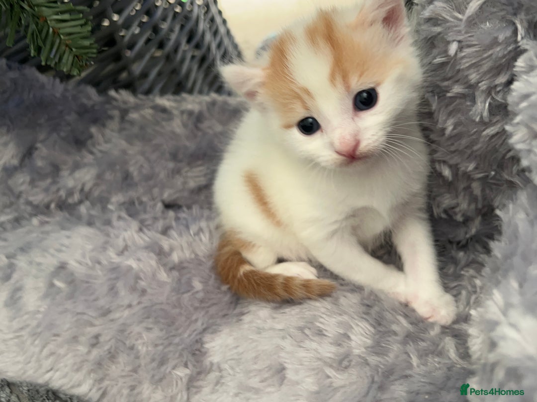 Mixed Breed cats for sale: Mixed breed kittens loving for their forever home - Advert 8
