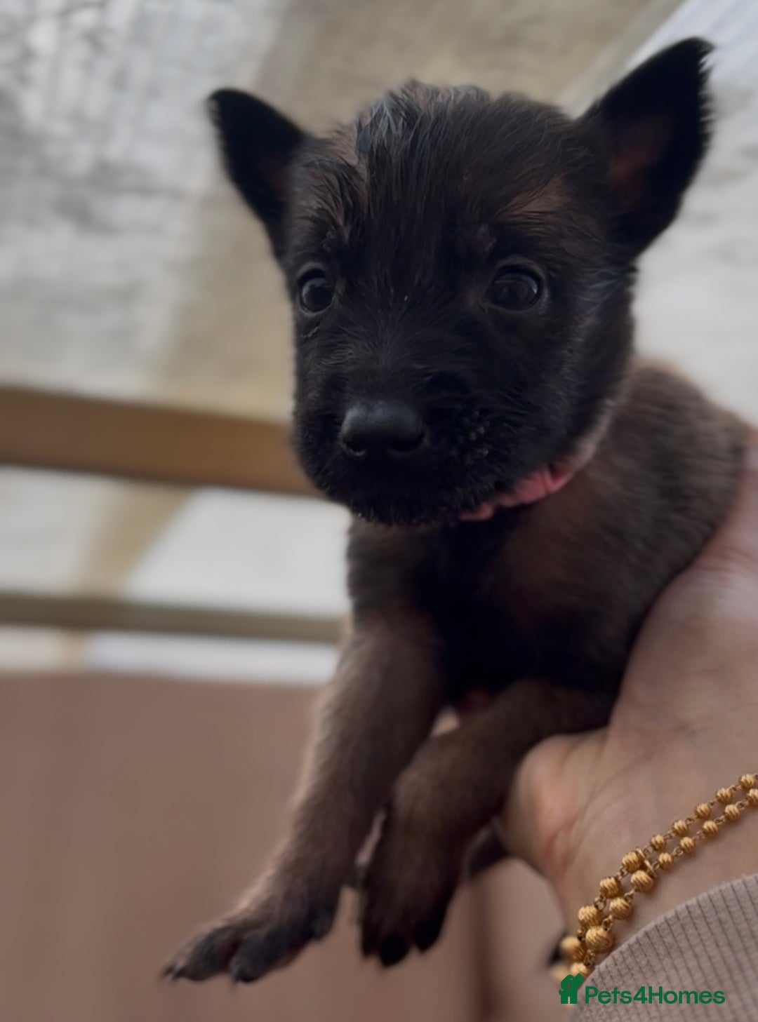 Mixed Breed dogs for sale: Dutch Malinois Puppies- Ready 13/12/2025 - Advert 10