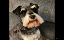 Miniature Schnauzer dogs for sale: BLACK AND SILVER PUPPIES EXCEPTIONAL PEDIGREE - Image 6