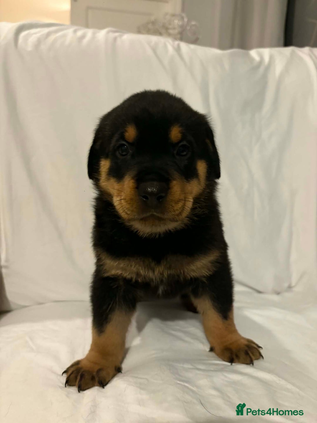 Rottweiler dogs for sale: Stunning Rottweiler puppies - Advert 27