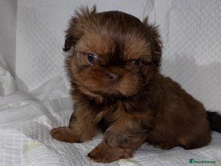 Shih Tzu dogs kC Imperial Shih tzu - Advert 2