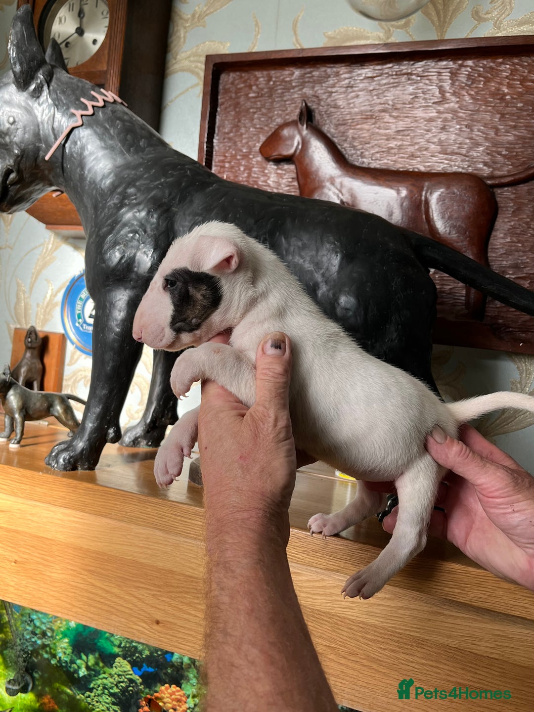 English Bull Terrier dogs for sale: English bulterrier puppies  - Image 2