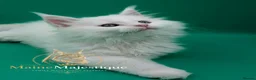 Maine Coon cats for sale: Pedigree Cute Mainecoon Kittens TICA Registered  - Advert 3