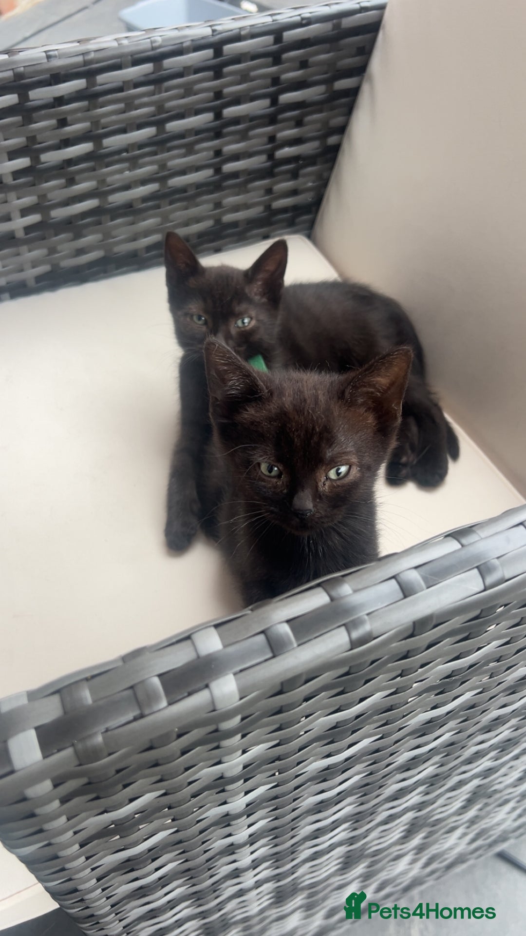 Mixed Breed cats for sale: beautiful kittens  - Image 15