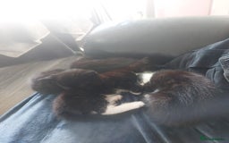 Mixed Breed cats for sale: Mixed  - Image 2