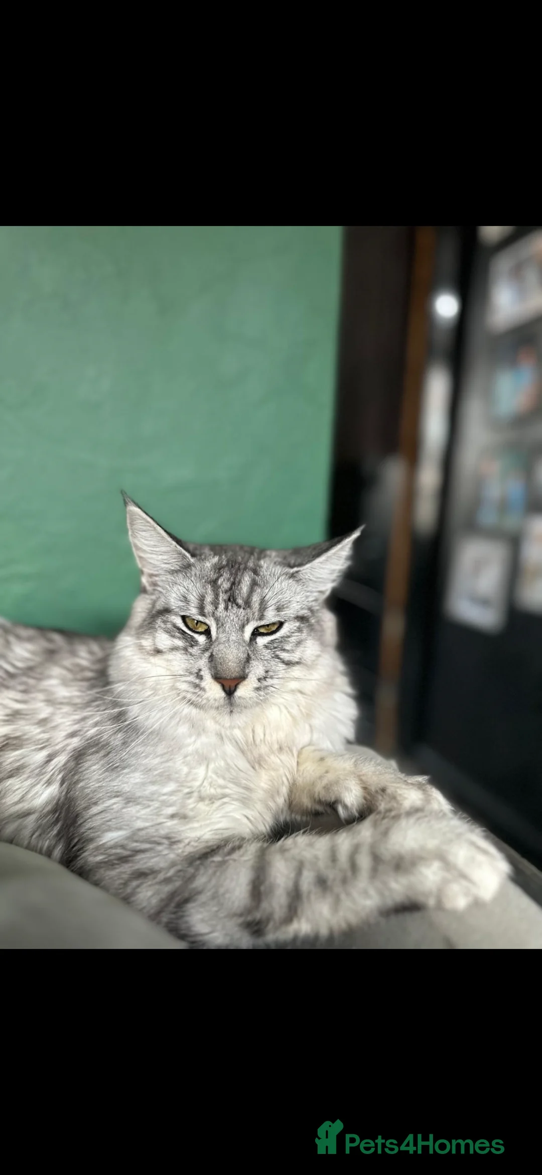 Maine Coon cats for sale: MAINE COON X BSH KITTENS - Advert 1