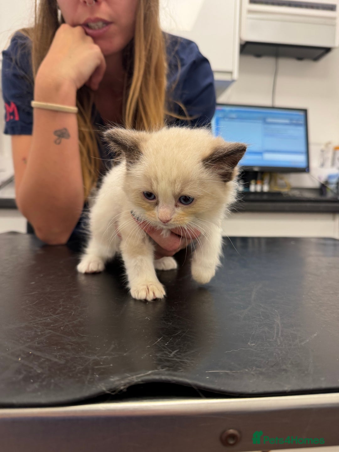 Ragdoll cats for sale: One Girl Available 🌸 - Image 10