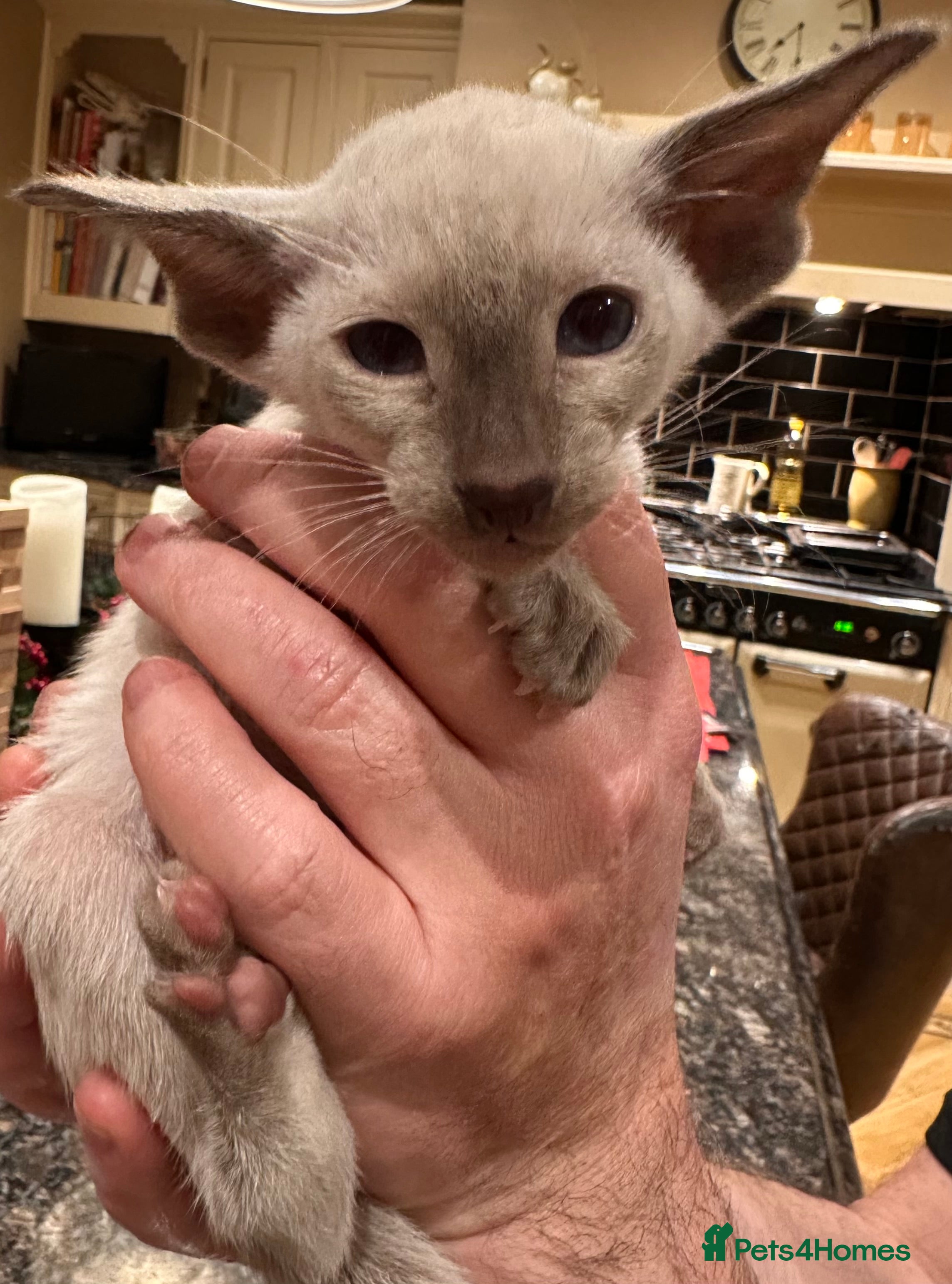 Siamese cats Siamese and Oriental kittens - Advert 1