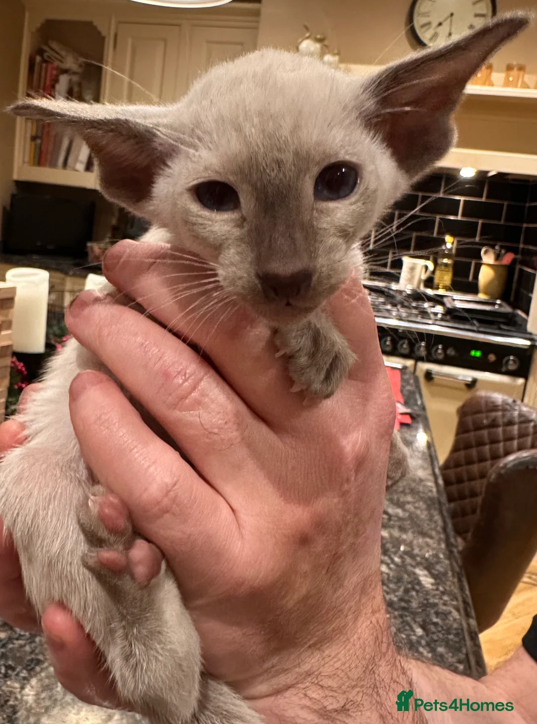 Siamese cats for sale: Siamese and Oriental kittens - Advert 1