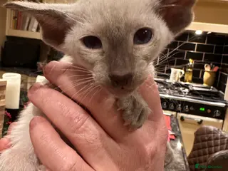 Siamese cats Siamese and Oriental kittens - Advert 5