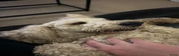 Standard Poodle dogs for sale: Standard Poodle - Looking for a forever home - Advert 8