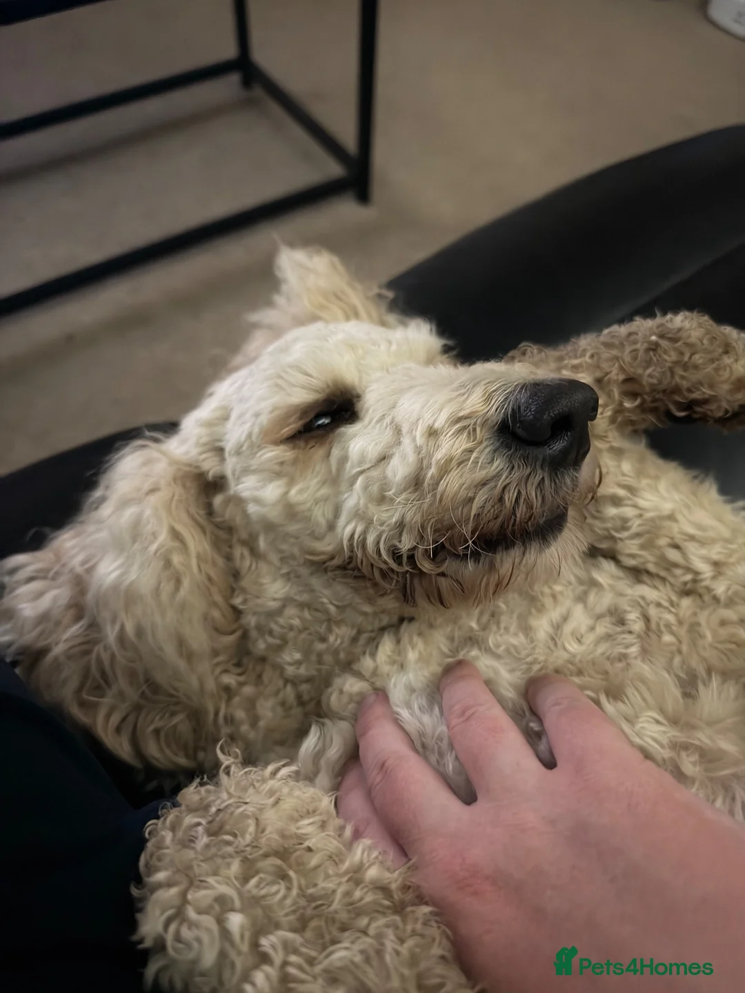 Standard Poodle dogs for sale: Standard Poodle - Looking for a forever home - Advert 8