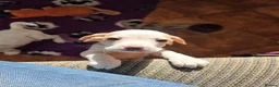 Beagle dogs for sale: Health Tested & Kennel Club Registered Beagle Pups - Advert 8
