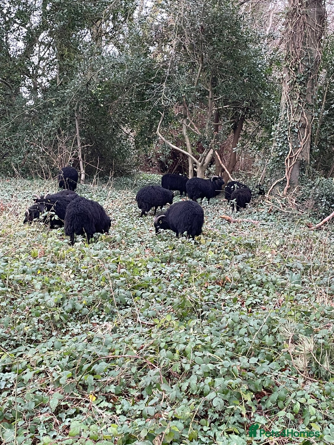 Sheep livestock for sale: REGISTERED HEBRIDEAN EWES - Advert 4