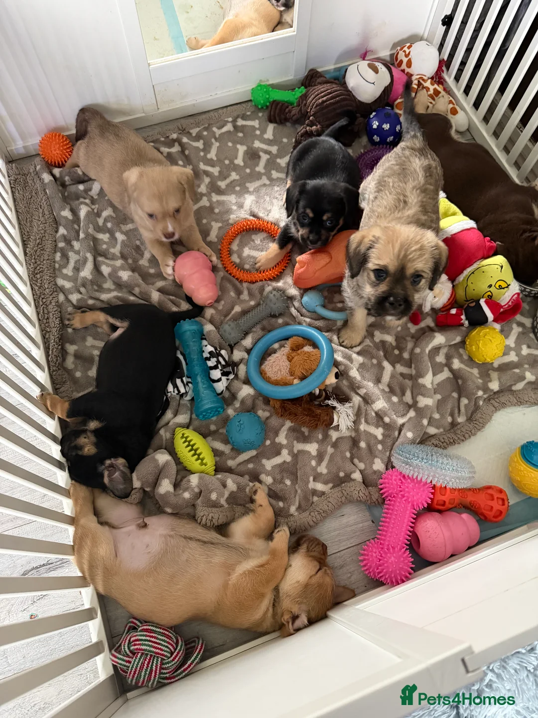 Mixed Breed dogs for sale: Shih-boodle - Advert 2