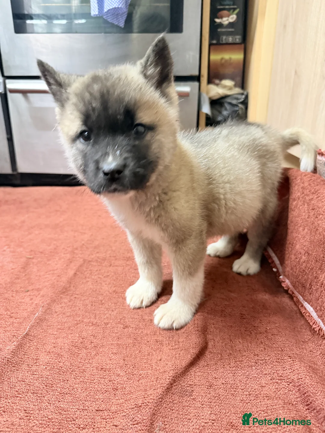 Akita dogs for sale: American Akita - Advert 25