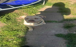 Bullmastiff dogs for sale: Merl Bullmastive puppy 9 months old - Image 3