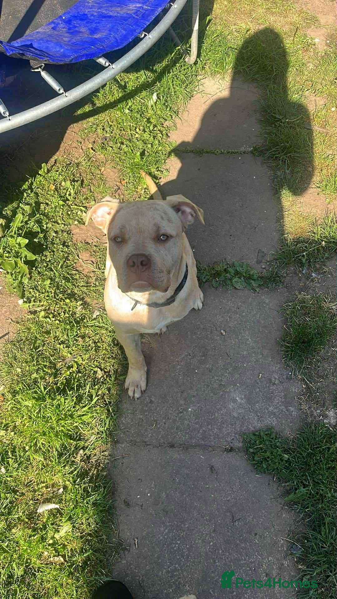 Bullmastiff dogs for sale: Merl Bullmastive puppy 9 months old - Image 3